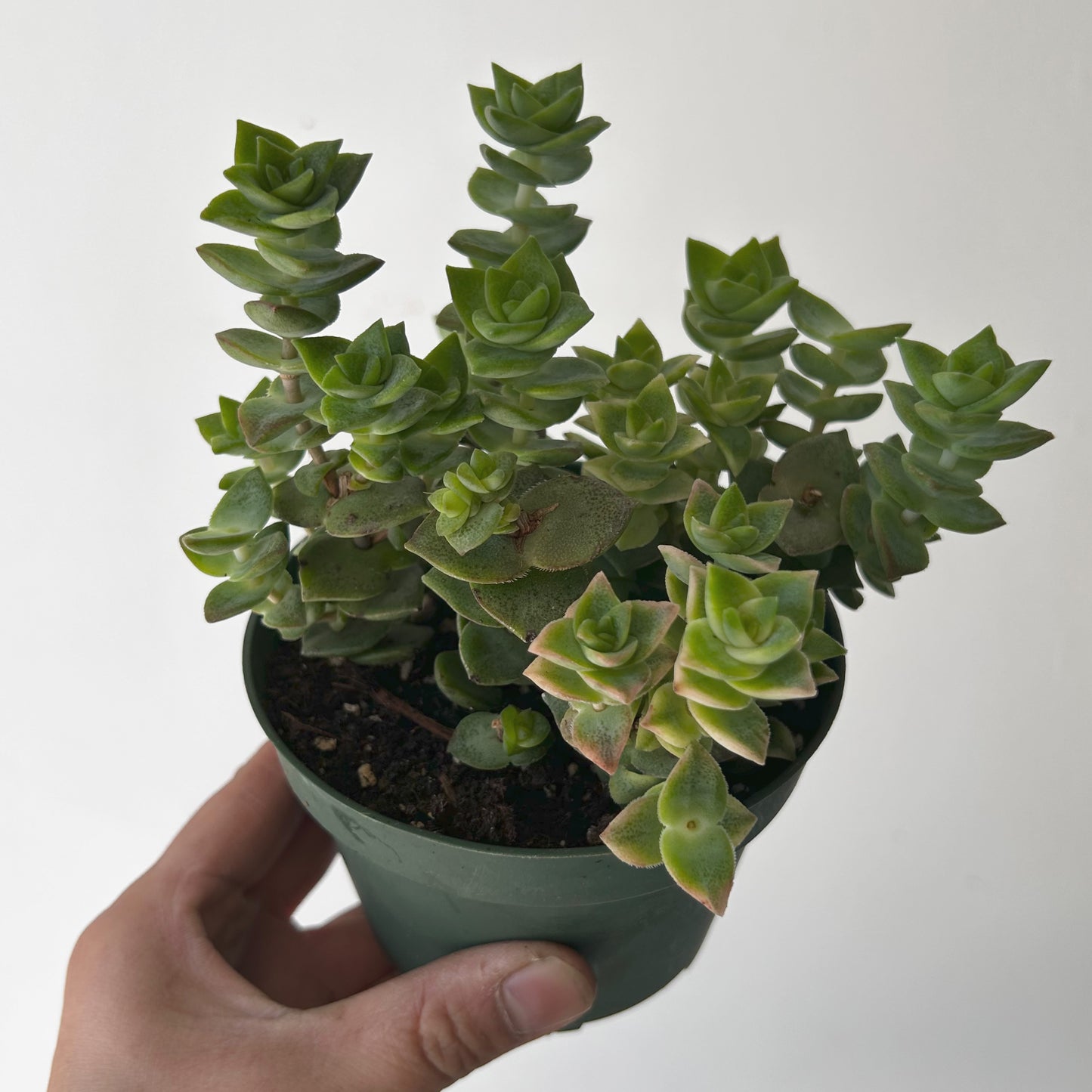 String of Buttons (Crassula perforata) 4” pot