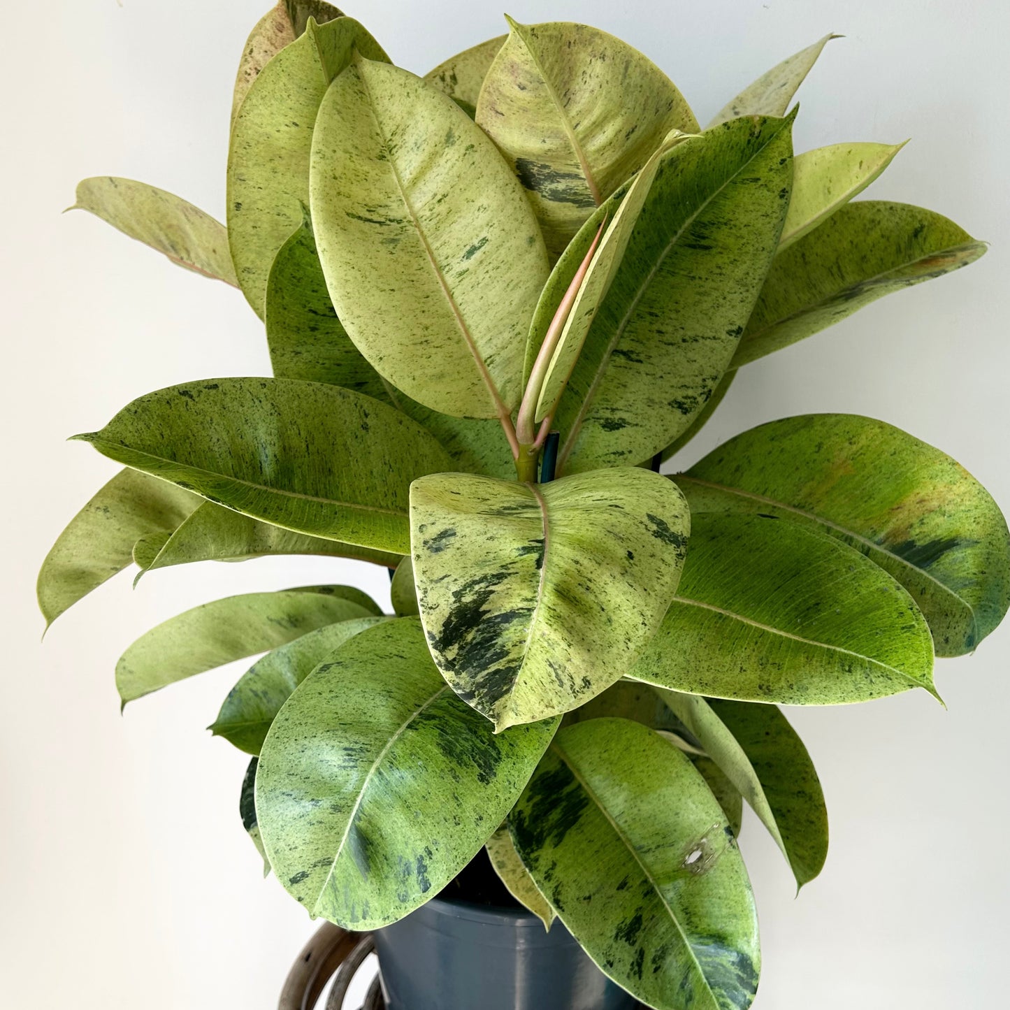 Ficus Shivereana Moonshine approximately 2 ft tall 10”pot