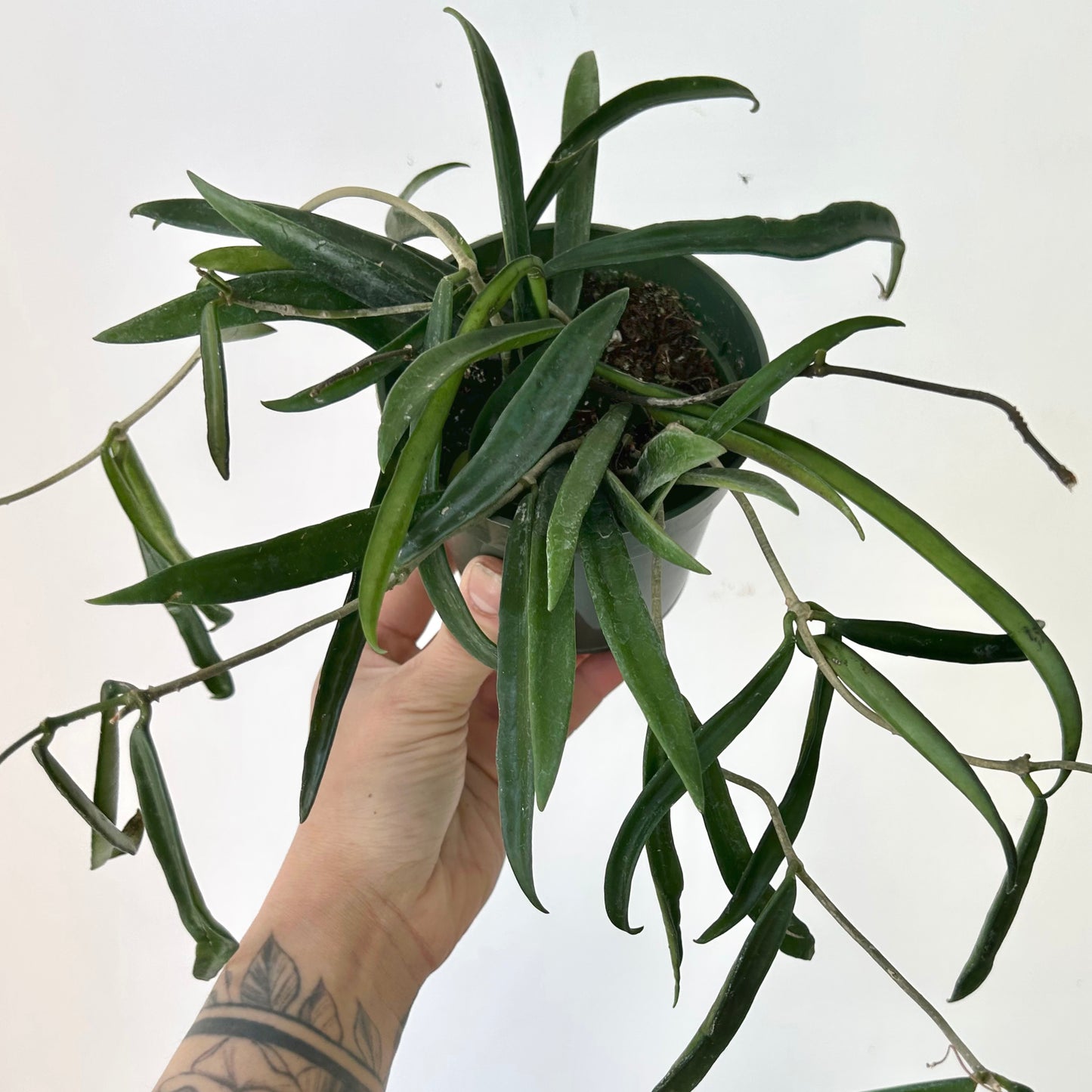 Hoya Shepherdii 4”pot