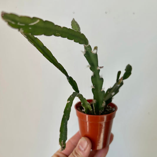 Hurricane Cactus (Lepismium cruciforme) 2”pot