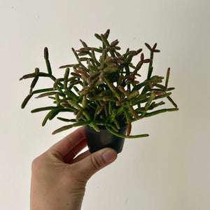 Rhipsalis Burchellii 2.5”pot