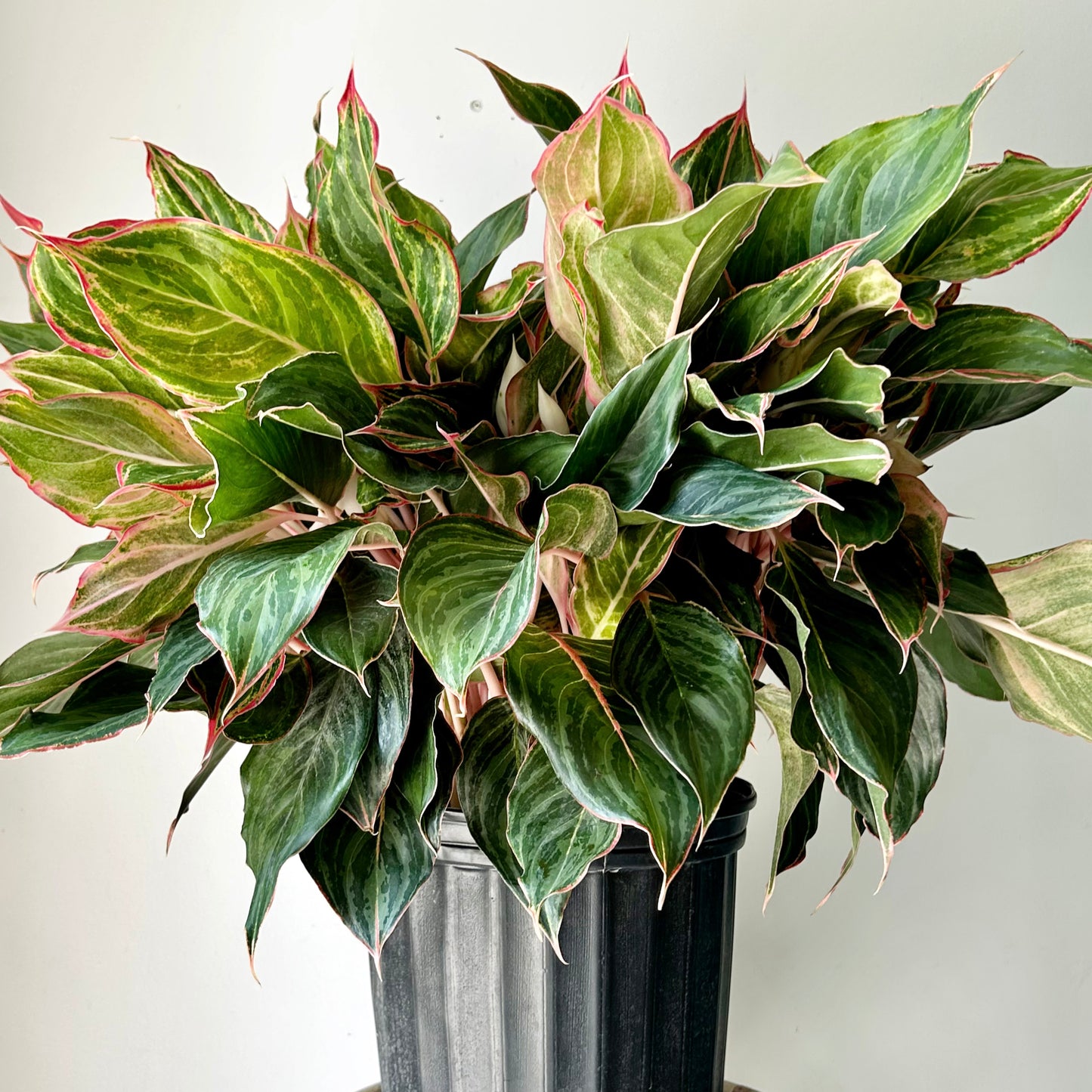 Aglaonema ‘Moonstone Miles’ 10” pot