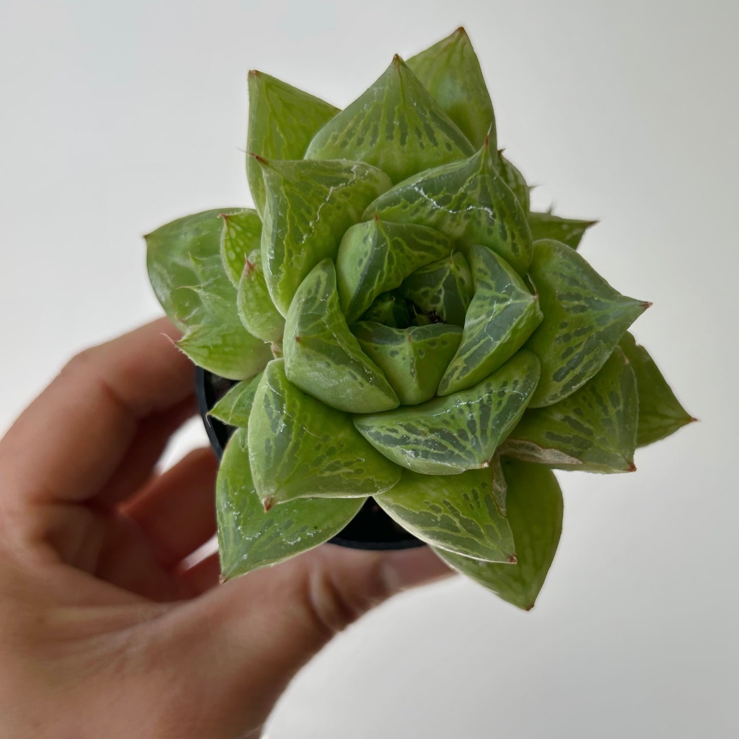 Haworthia cuspidata 2.5” pot