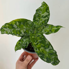 Load image into Gallery viewer, Aglaonema &quot;Pictum Tricolor&quot; 4” pot
