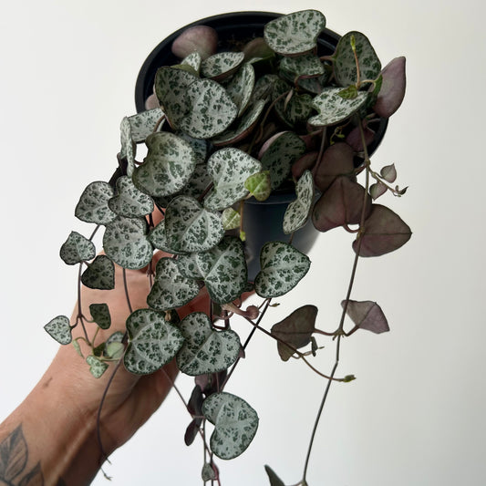 String of Hearts 4”pot