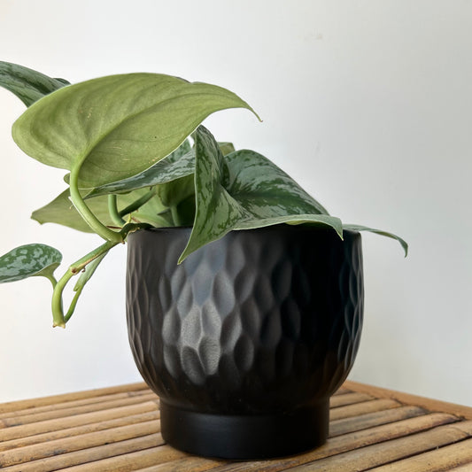 ALENA Decorative Raised Planter (5.75”X4”) Textured Matte Black