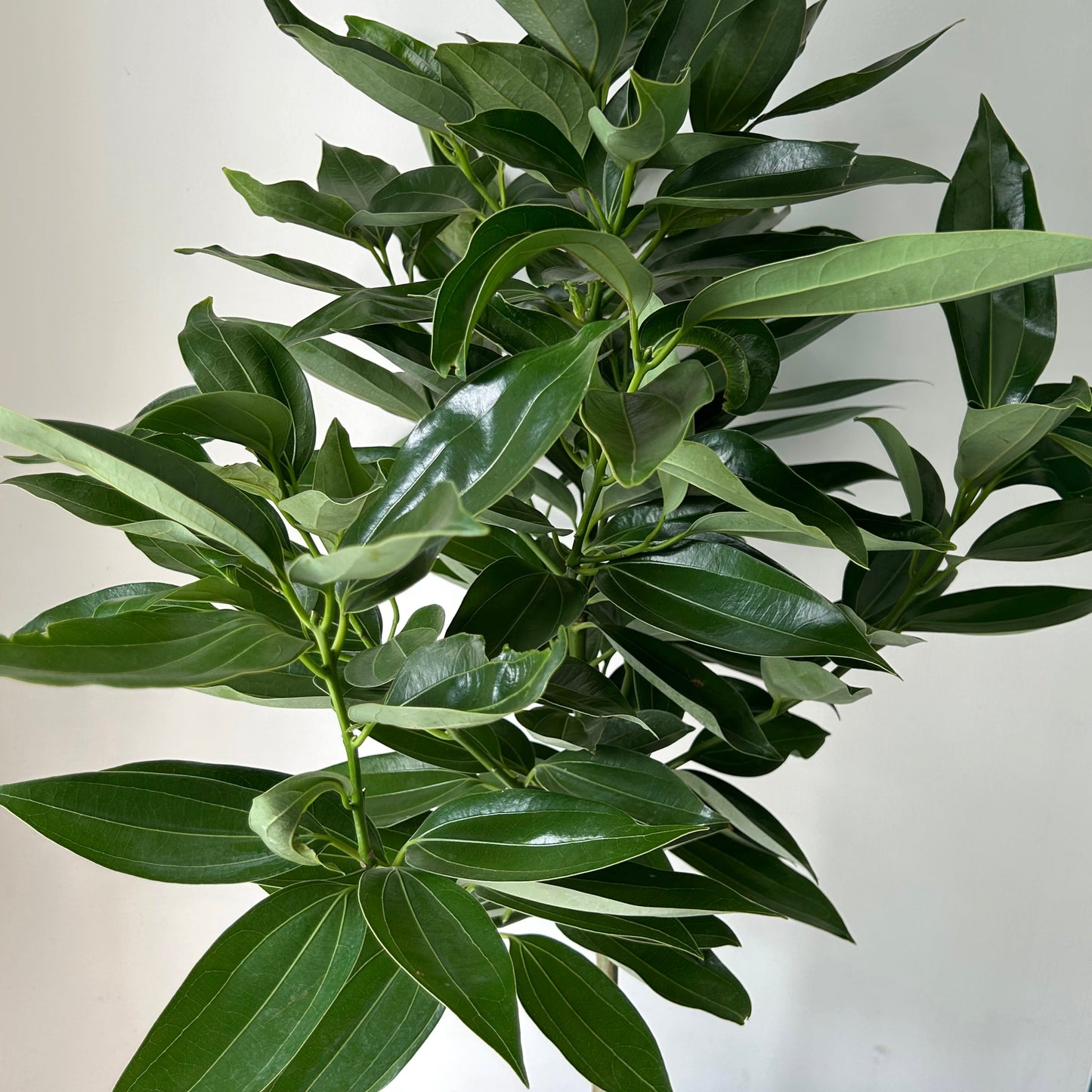Cinnamon Tree approximately 5ft tall in 10” pot