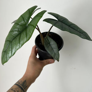 Alocasia heterophylla 4" pot