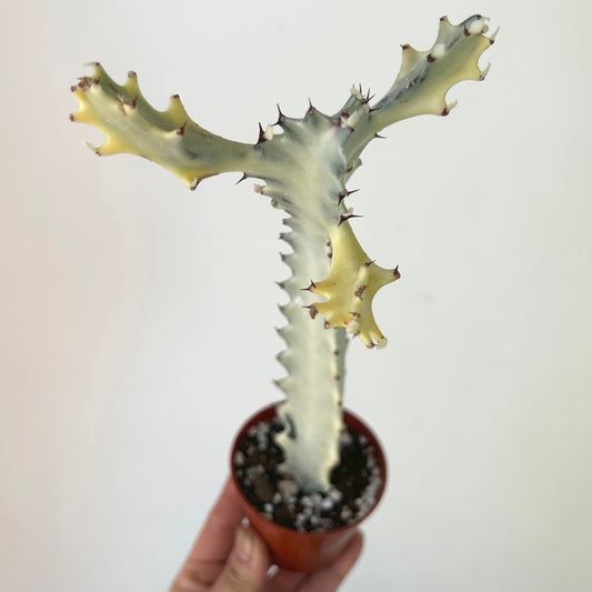Euphorbia lactea 'White Ghost' 3”pot