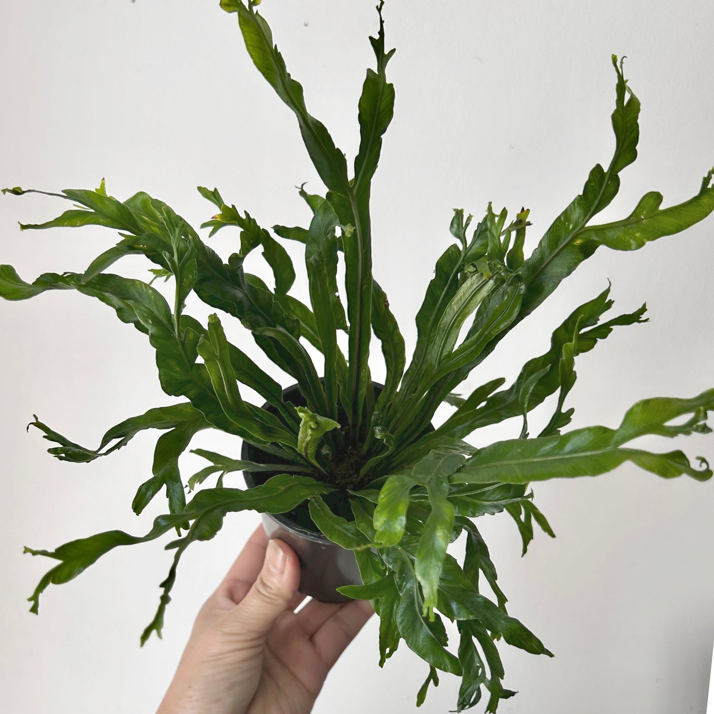 Birds Nest Fern (Asplenium) 3.5”pot