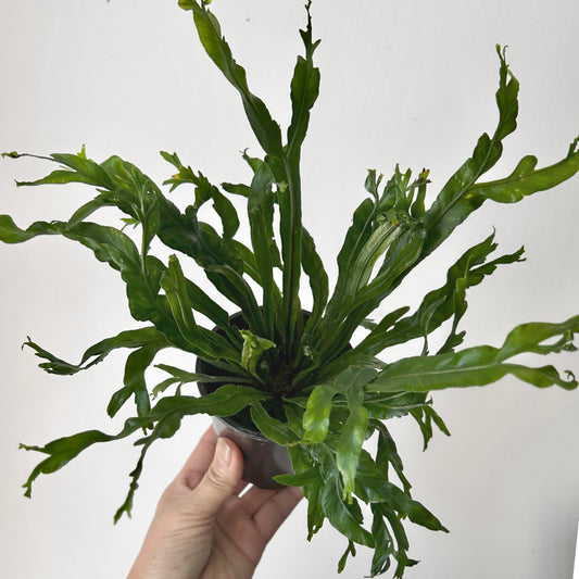Birds Nest Fern (Asplenium) 3.5”pot