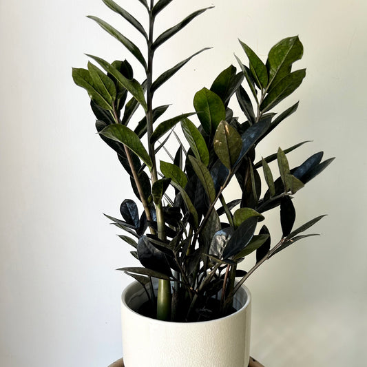 Black ZZ  (Zamioculcas zamiifolia) approximately 22inches tall in 6" pot