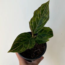 Load image into Gallery viewer, Aglaonema “Red Army” 4” pot
