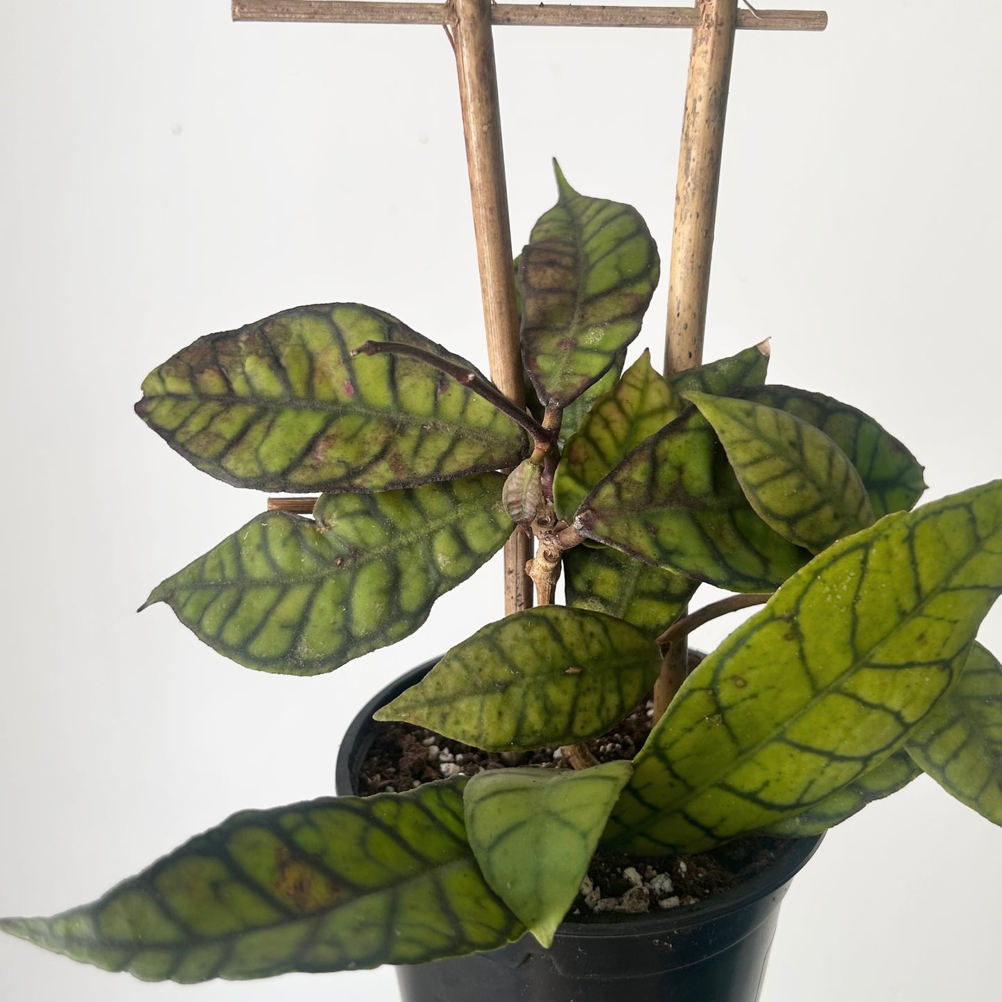 Hoya callistophylla on trellis 4.5”pot