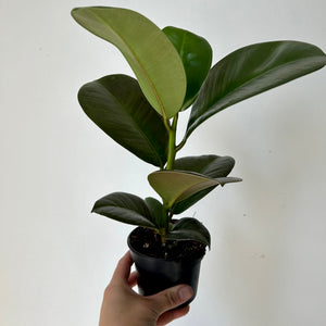 Ficus “Sophia” 3.5”pot
