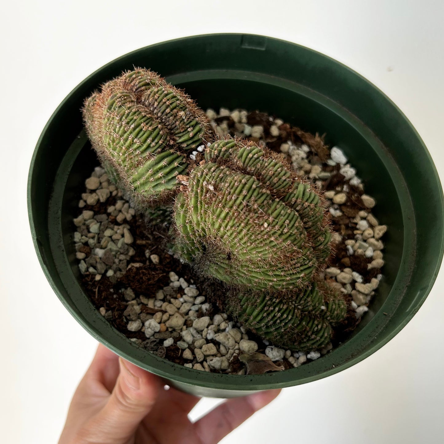 Neobuxbaumia polylopha cristata 6”pot