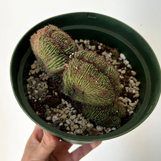 Neobuxbaumia polylopha cristata 6”pot