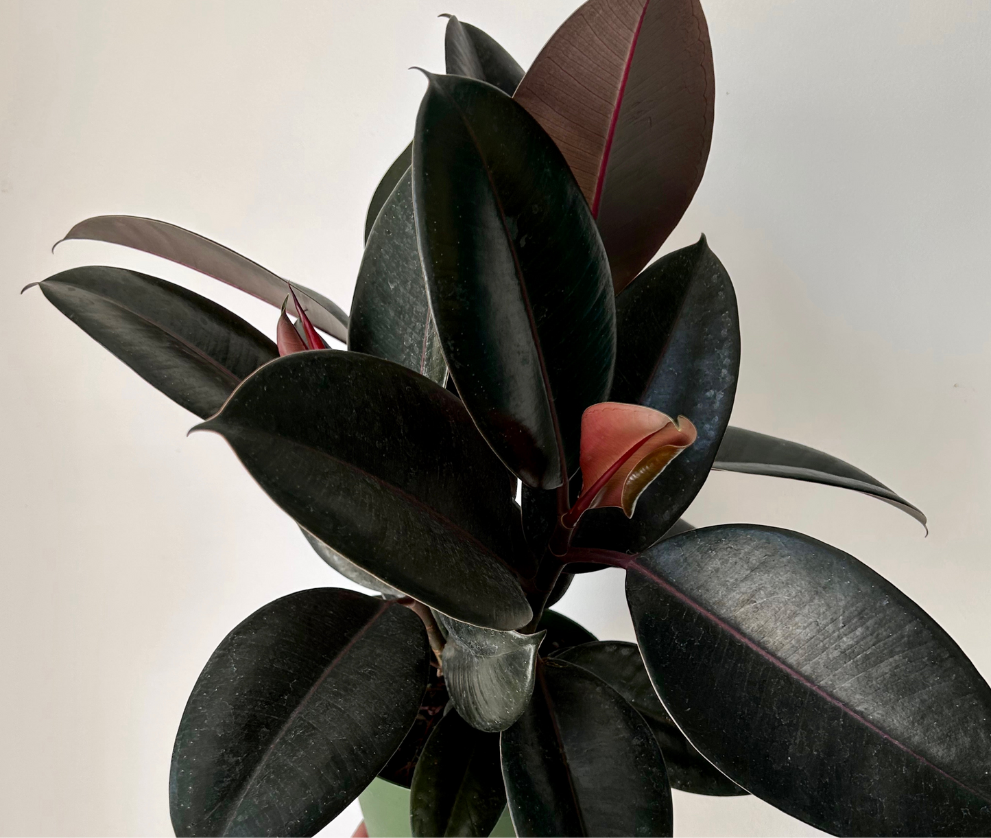 Burgundy Rubber Fig  (Ficus Elastica) approximately 3.5ft tall in 10”pot