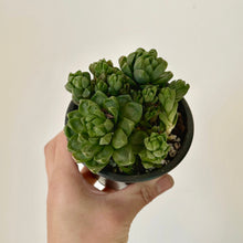 Load image into Gallery viewer, Haworthia Cymbiformis 3.5”pot
