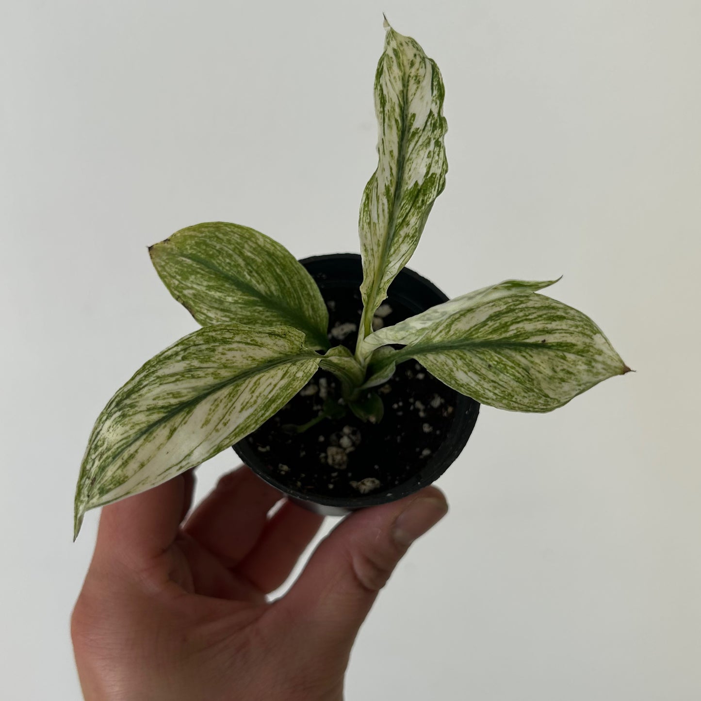 Spathiphyllum Variegated "Jessica" 2.5”pot