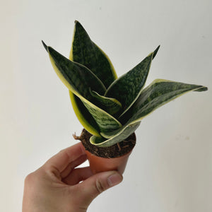 Sansevieria Trifasciata Hahnii 2.5” pot