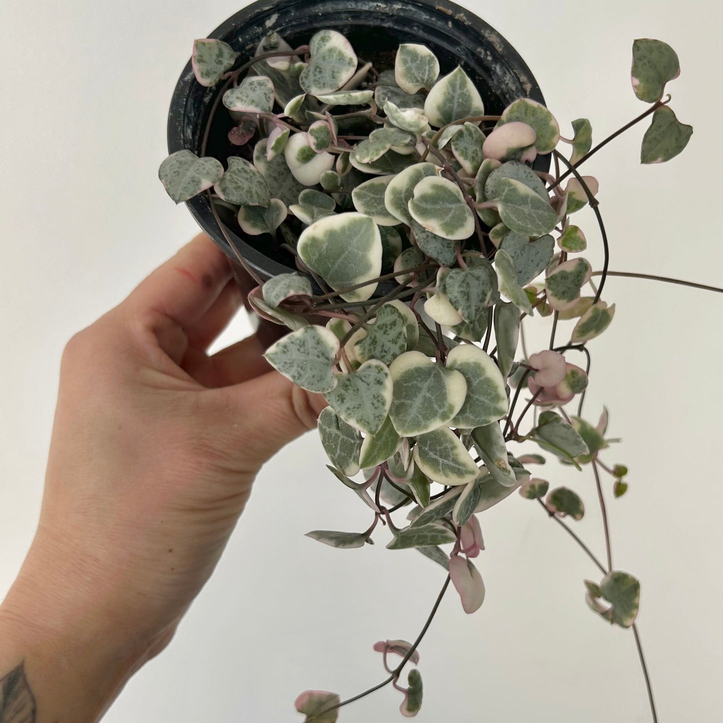 Variegated String of Hearts (Ceropegia woodii variegata) 3.5”pot