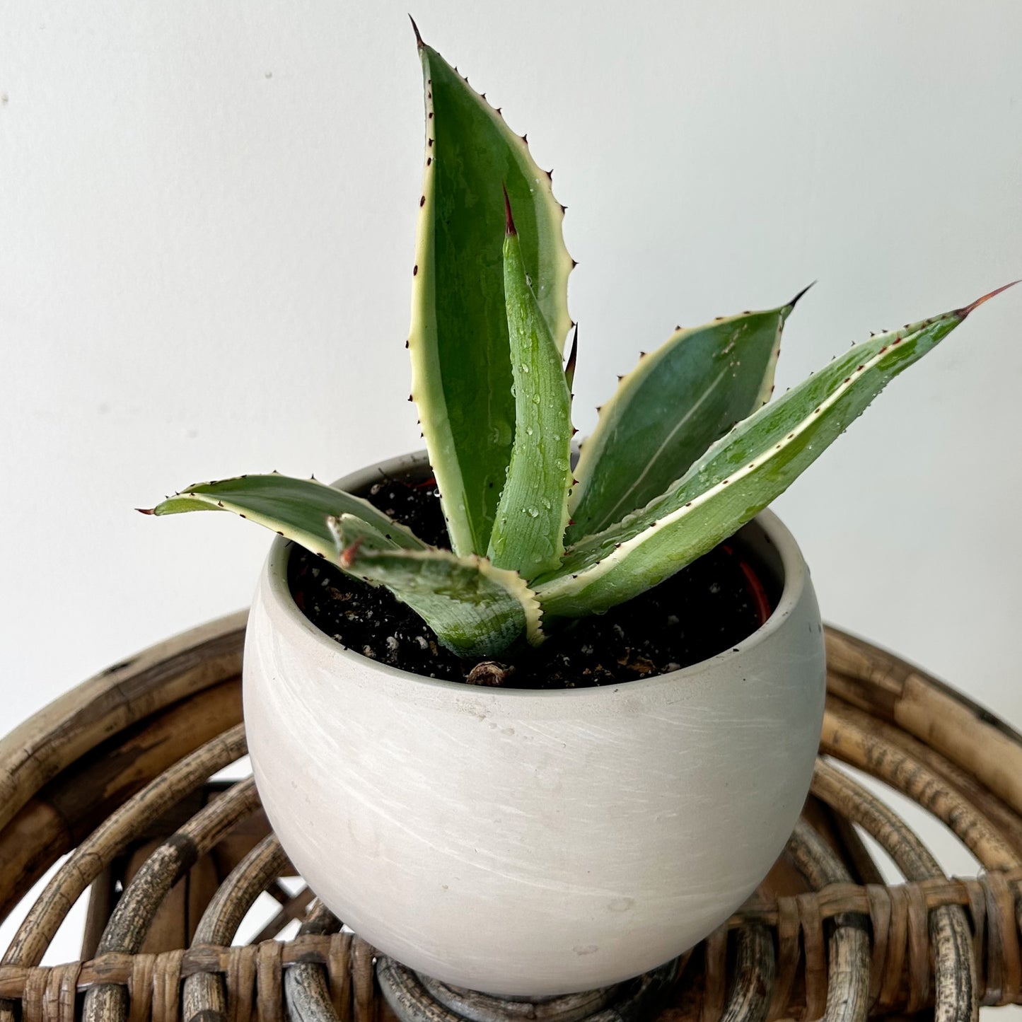 Variegated Agave 4” pot