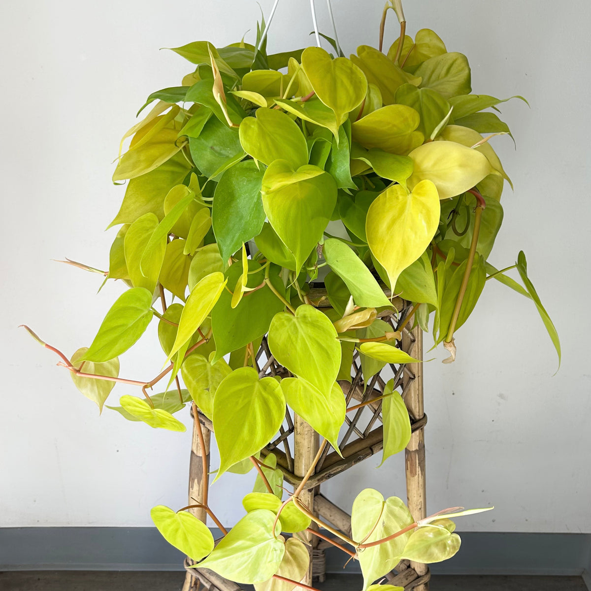 Philodendron 'Lemon Lime' 8” Hanging Basket