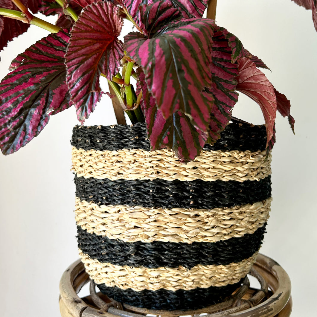 CHLOE decorative seagrass plant basket (9”x9”)