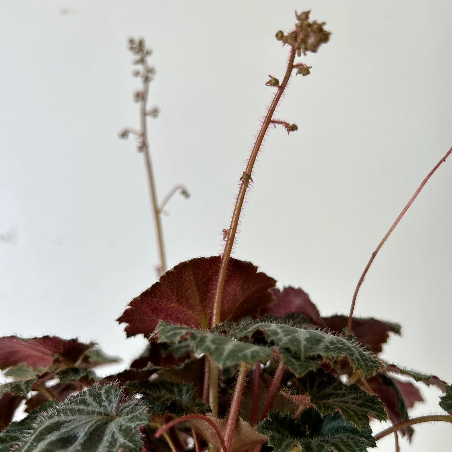 Strawberry Begonia  (Saxifraga Stolonifera) 3.5” pot