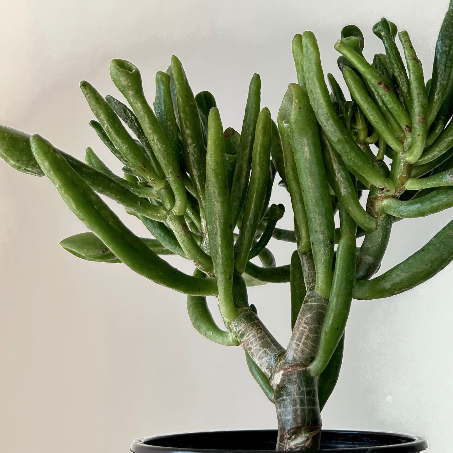 Hobbit Jade (Crassula) 4” pot