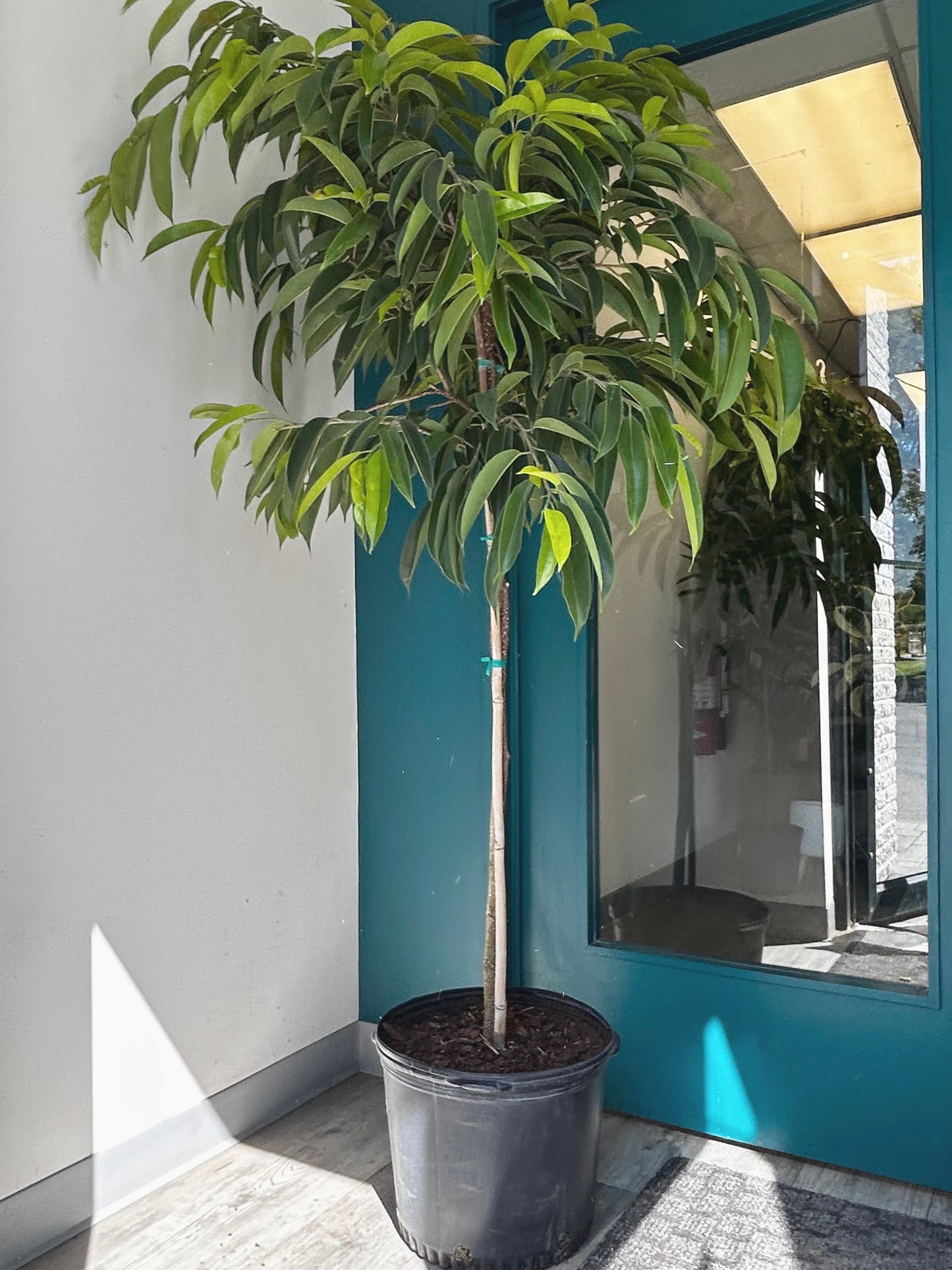 Ficus ‘Amstel King’ 6 ft+ tall 14” pot
