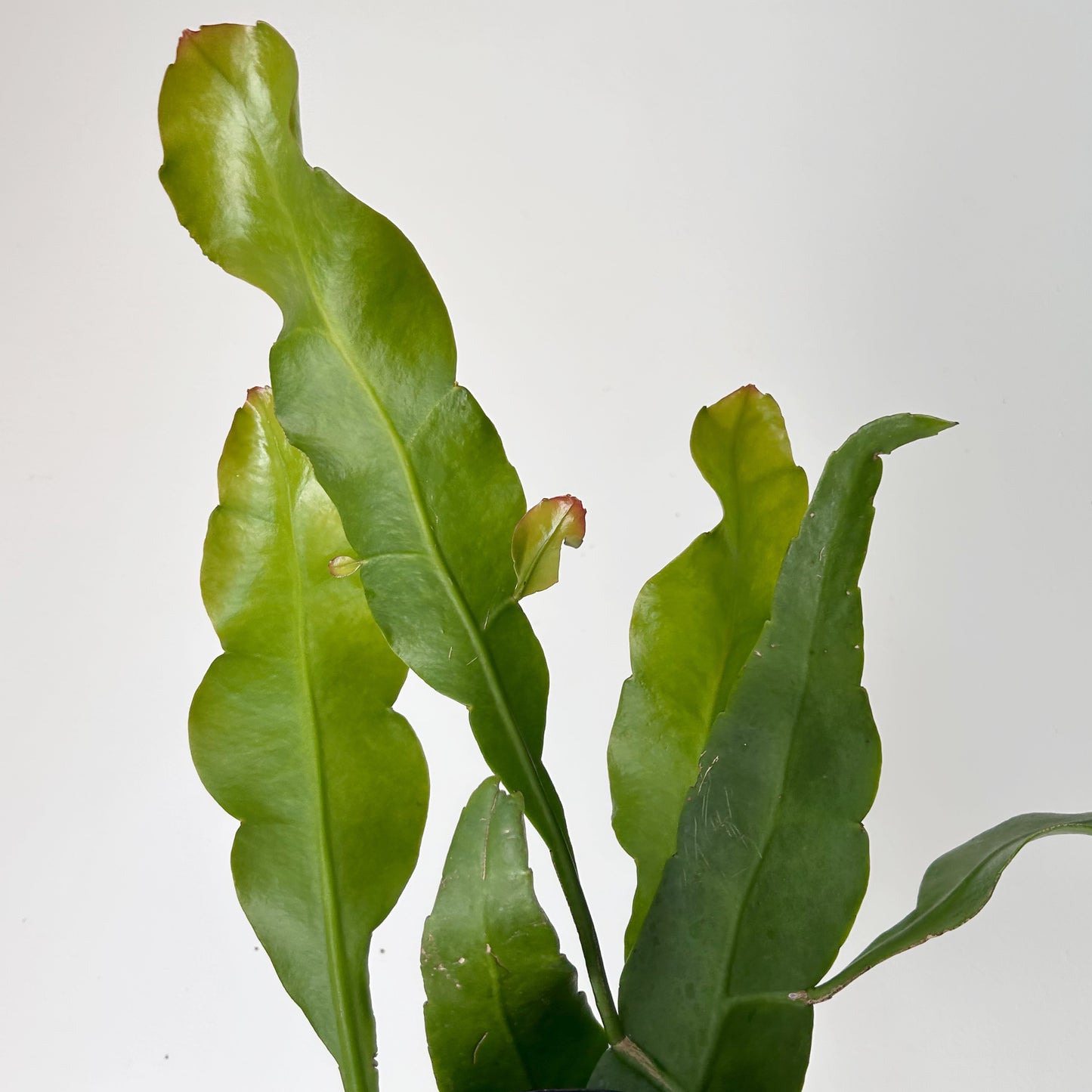 Queen-of-the-Night Jungle Cactus(Epiphyllum Oxypetalum) 4”pot