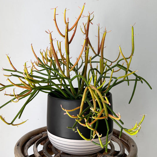 Pencil Cactus Firesticks (Euphorbia Tirucalli)  6" pot