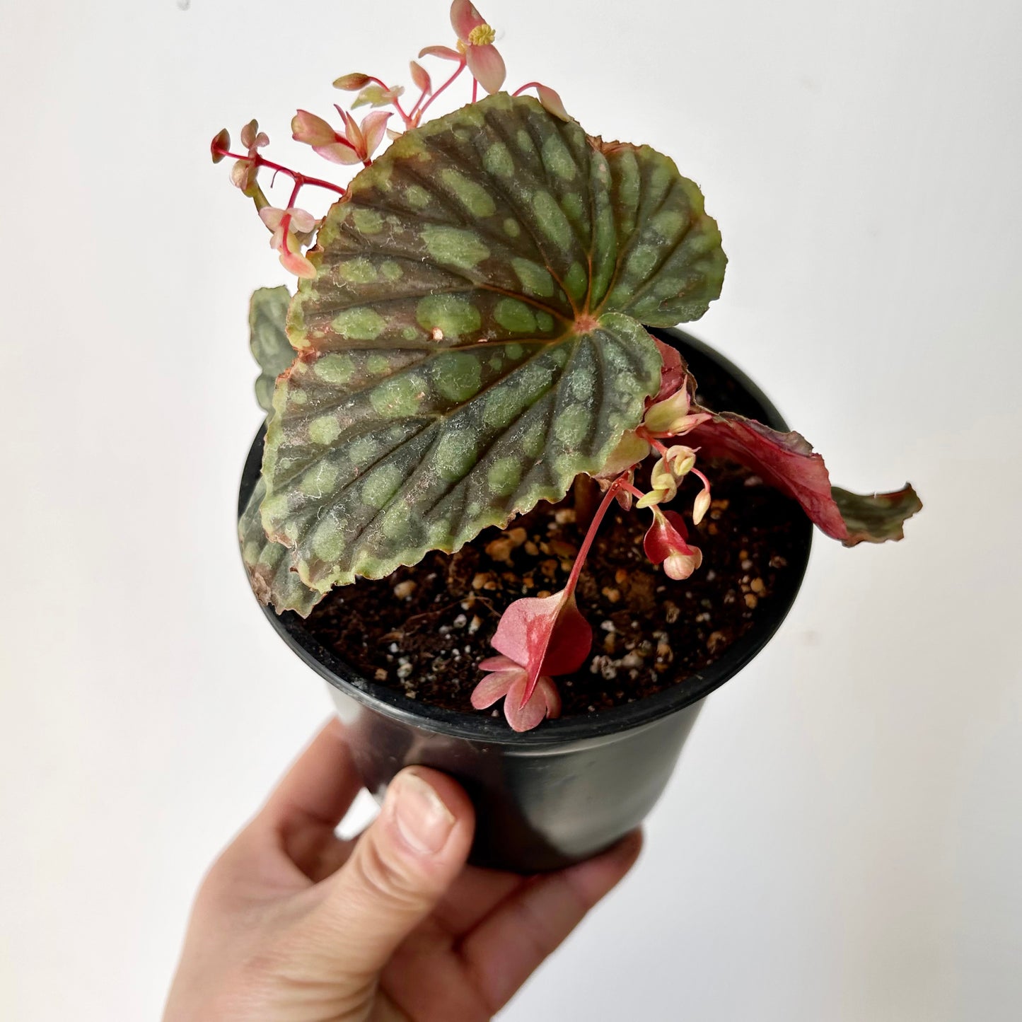 Begonia chlorosticta 4” pot