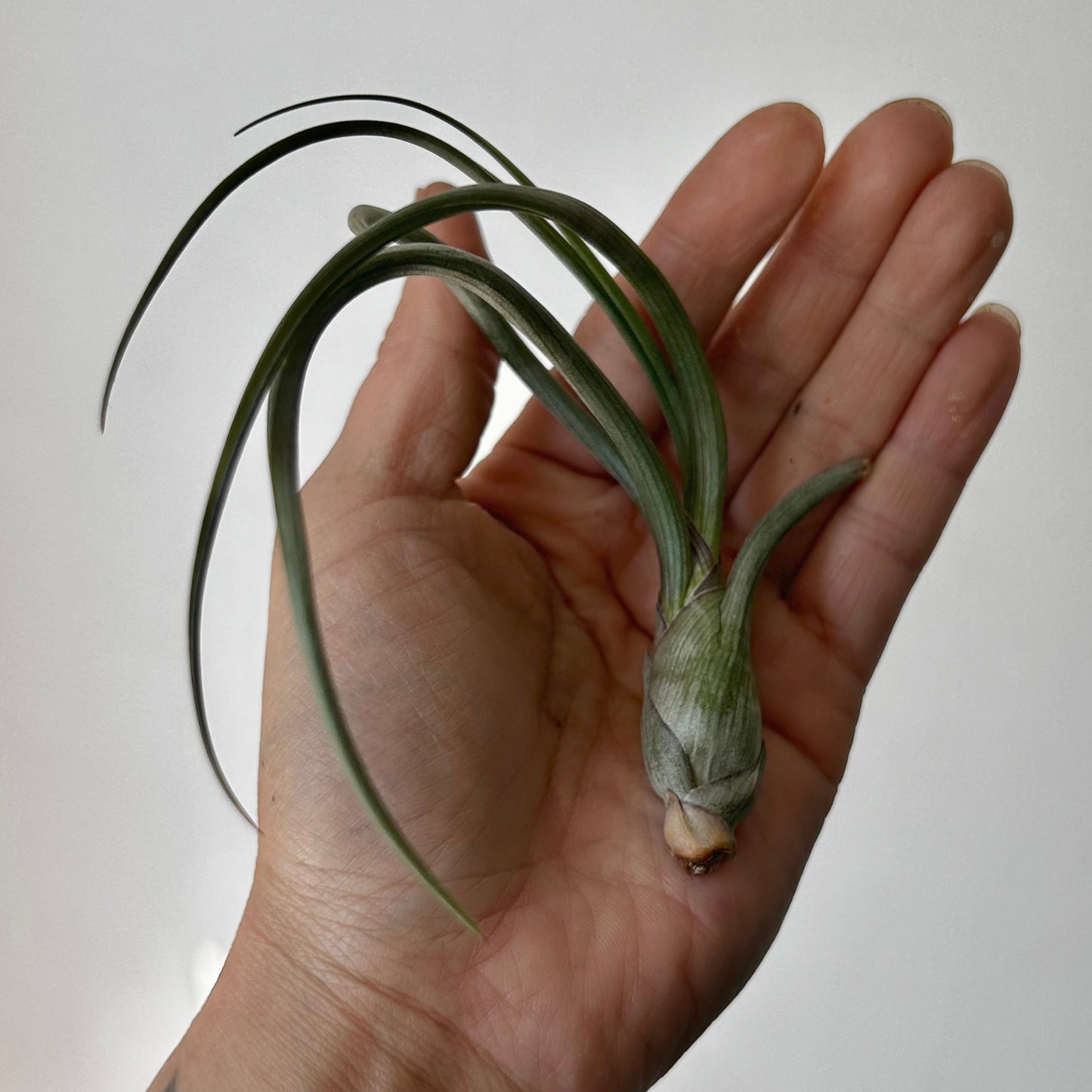 Tillandsia pseudobaileyi