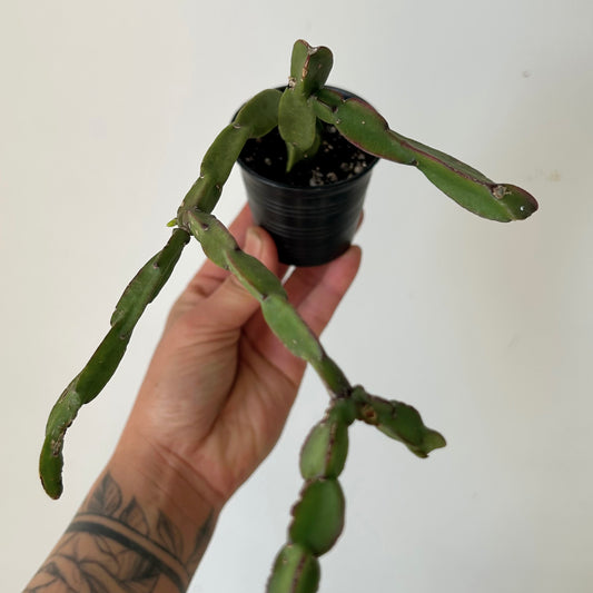 Rhipsalis Paradoxa 2.5”pot