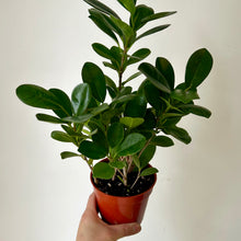 Load image into Gallery viewer, Ficus Moclame 4&quot; pot
