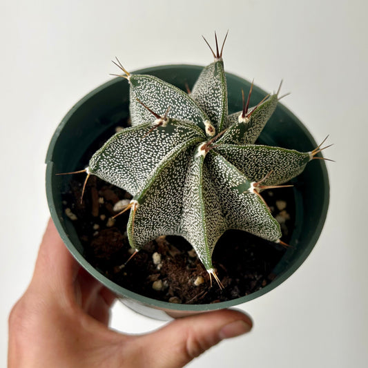 Astrophytum ornatum var mirabelli 4” pot