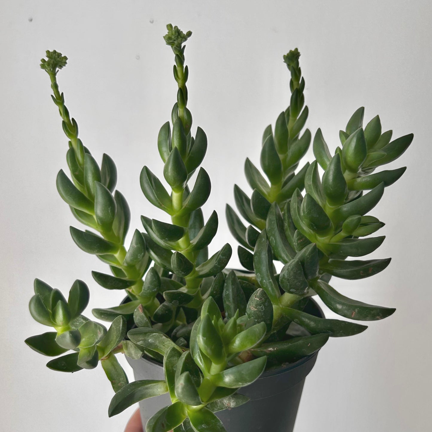 Crassula Capitella “Benjamina” 5” pot