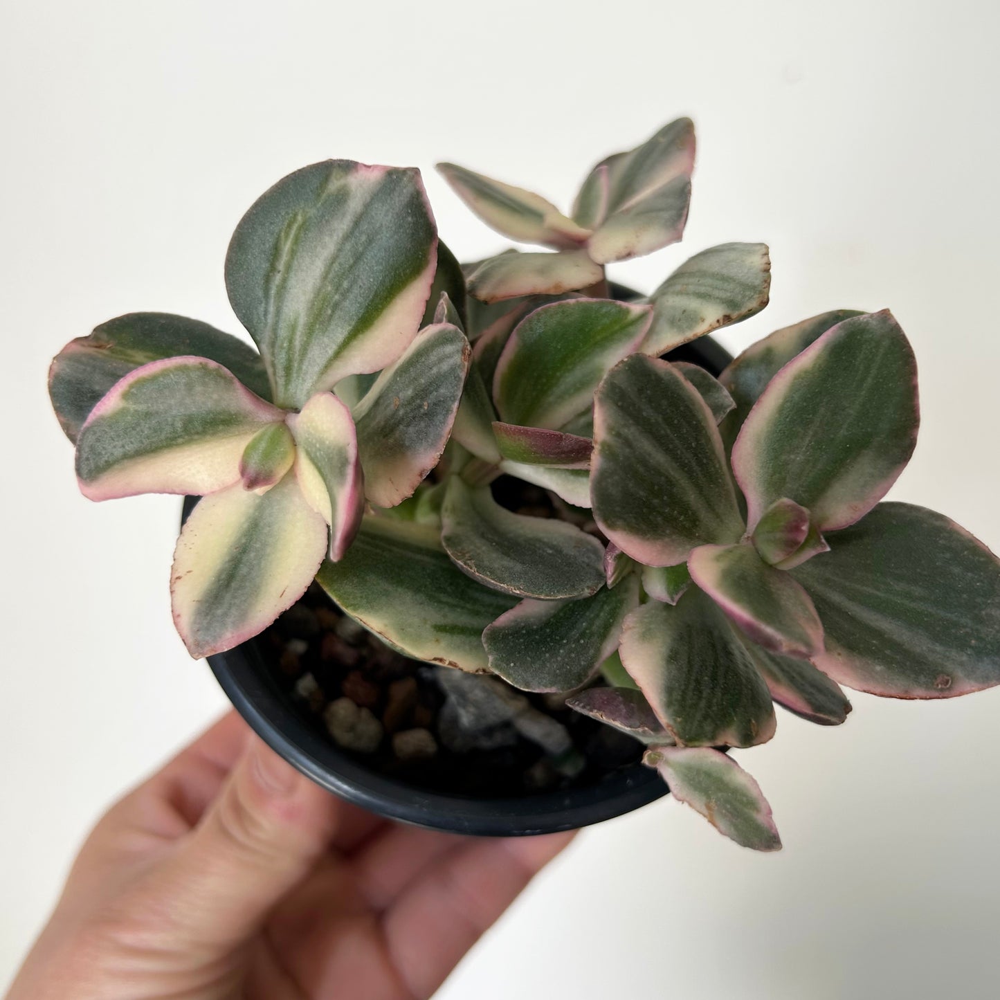Variegated Jade Succulent  (Crassula Ovata Tricolour) 4”pot