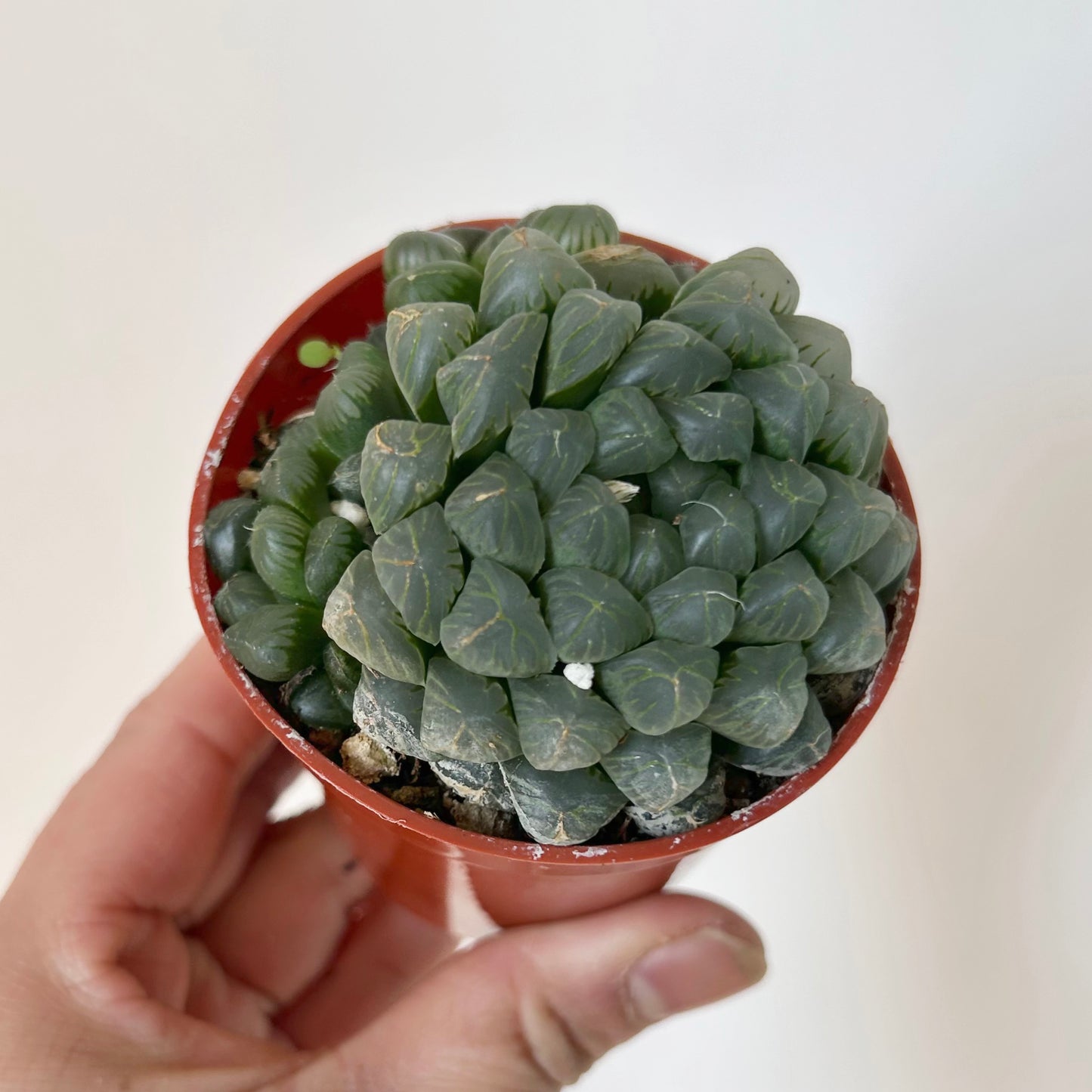 Haworthia cooperi 2.75”pot