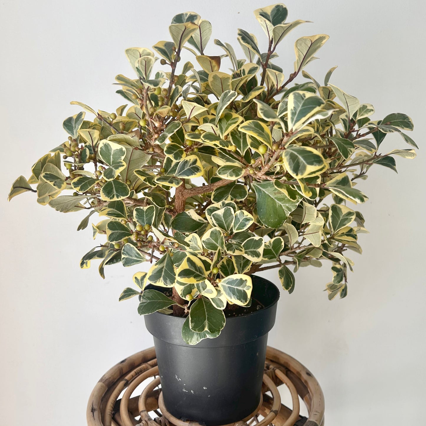 Variegated Ficus triangularis  6.5”pot