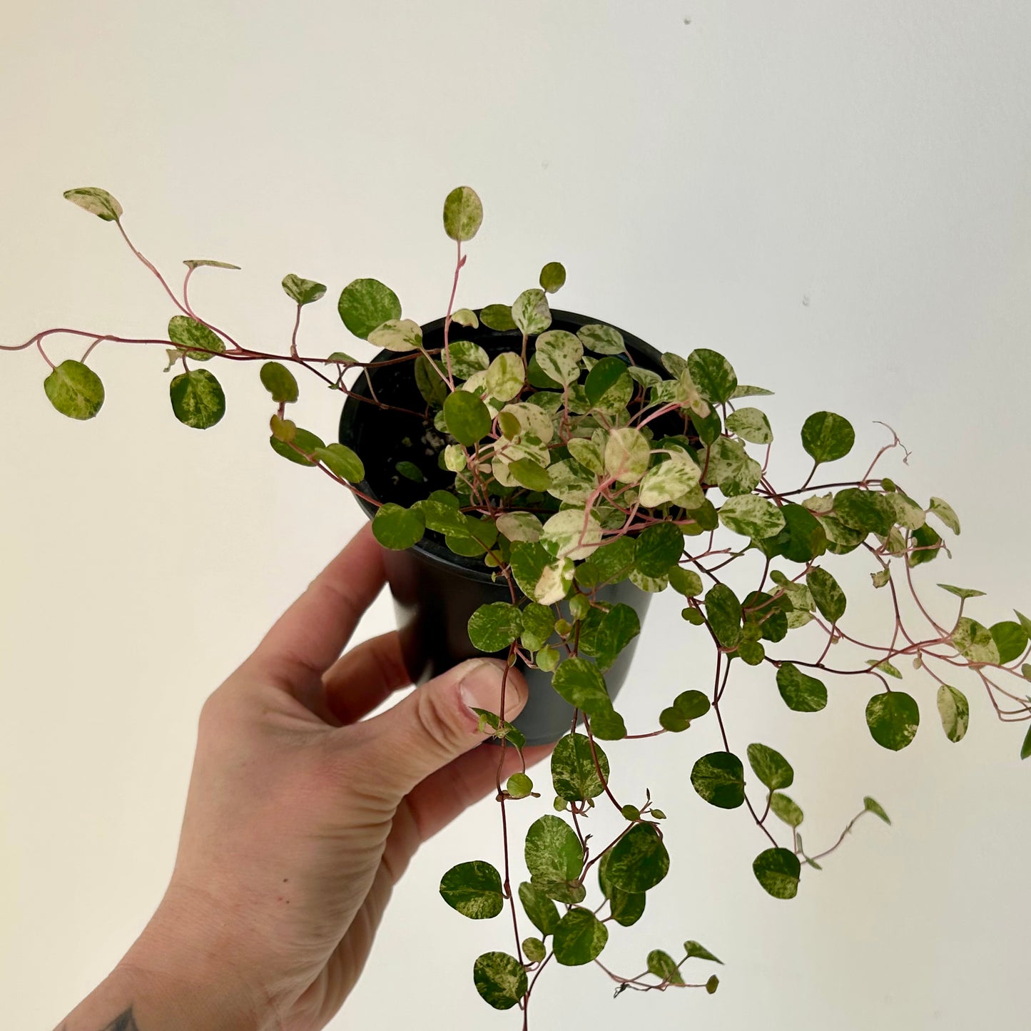 Variegated Angel Vine (Muehlenbeckia Axillaris) 3.5” pot