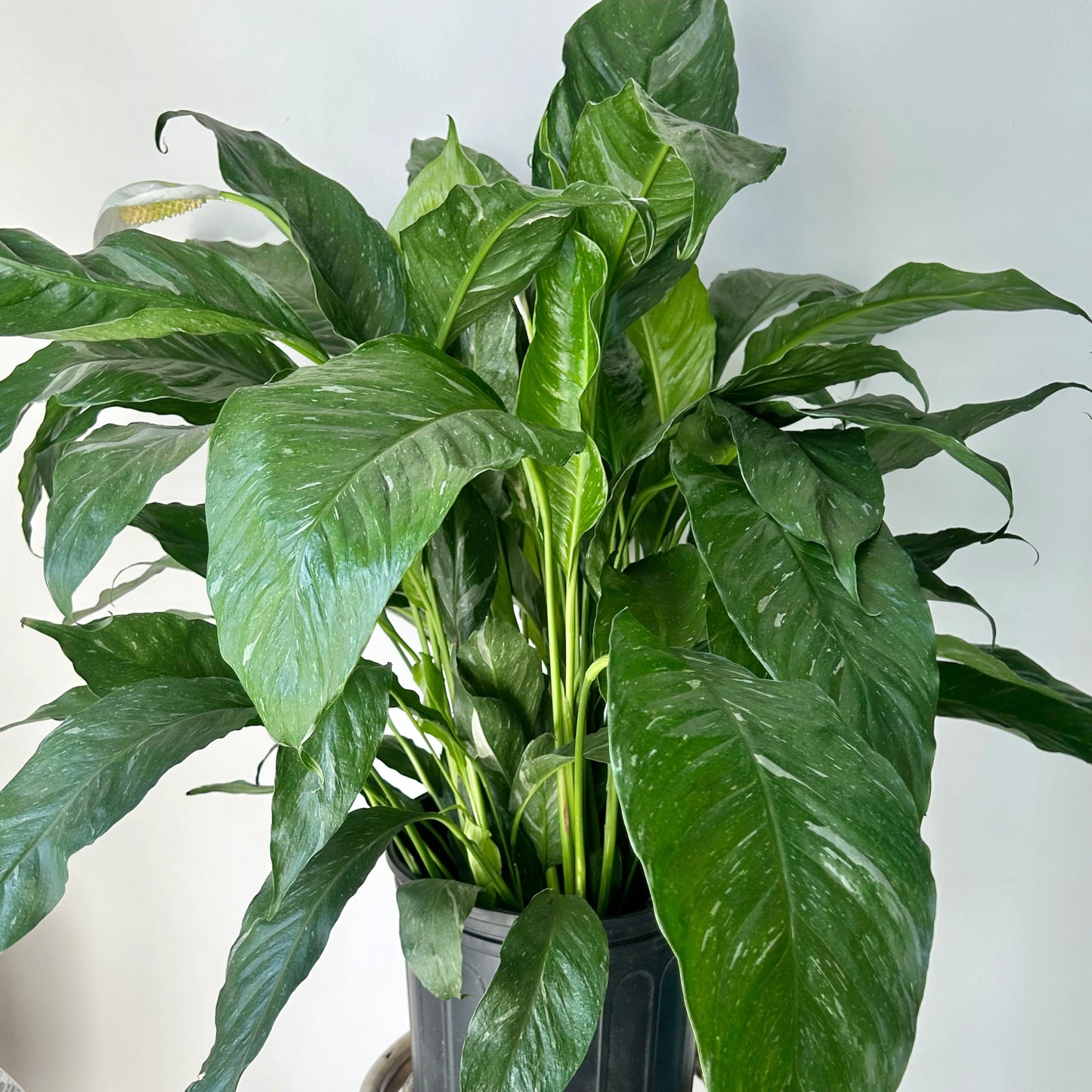 Variegated Peace Lily “Domino” approximately 3ft tall 10”pot