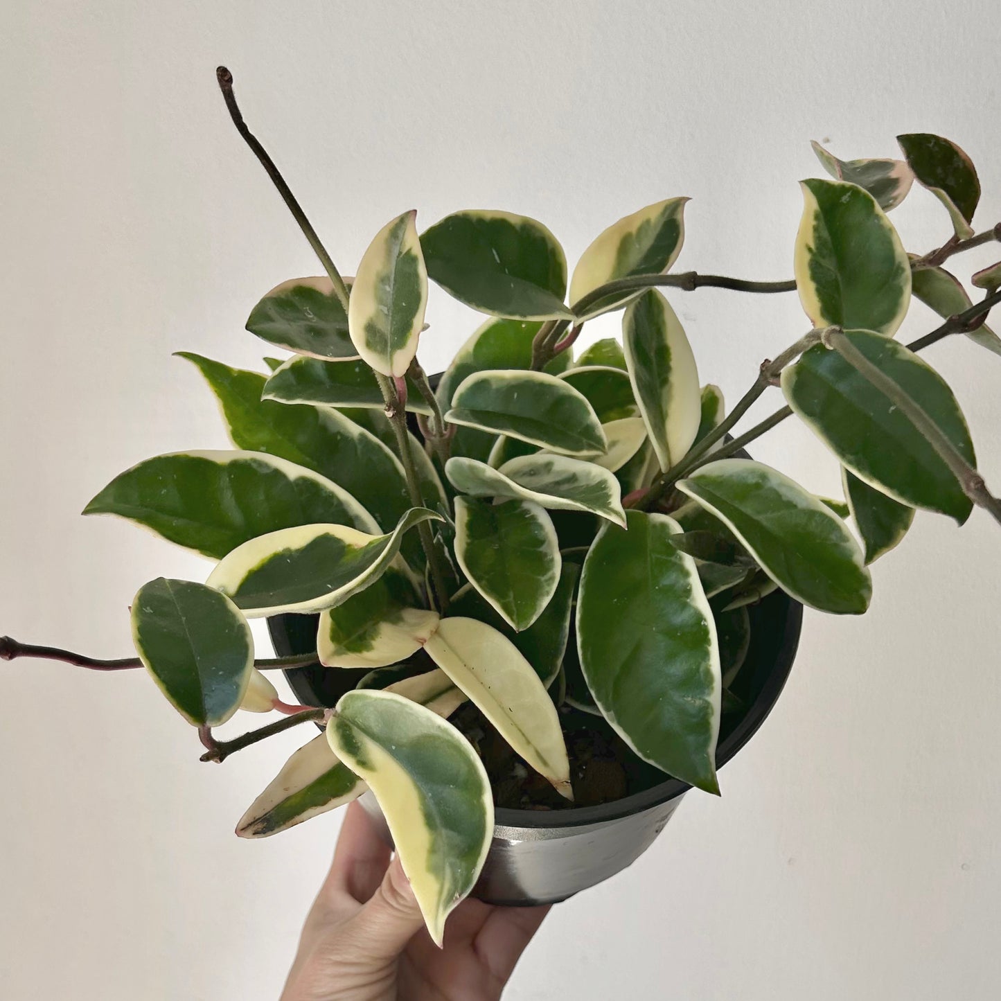 Hoya carnosa "Krimson Queen” 6”pot