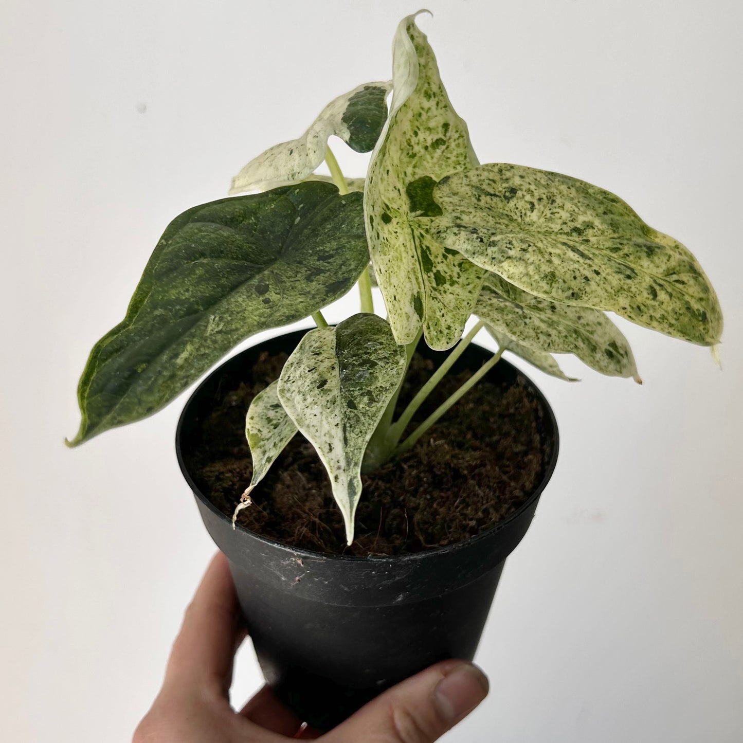 Variegated Mint Alocasia "Dragon Scale" 4” pot