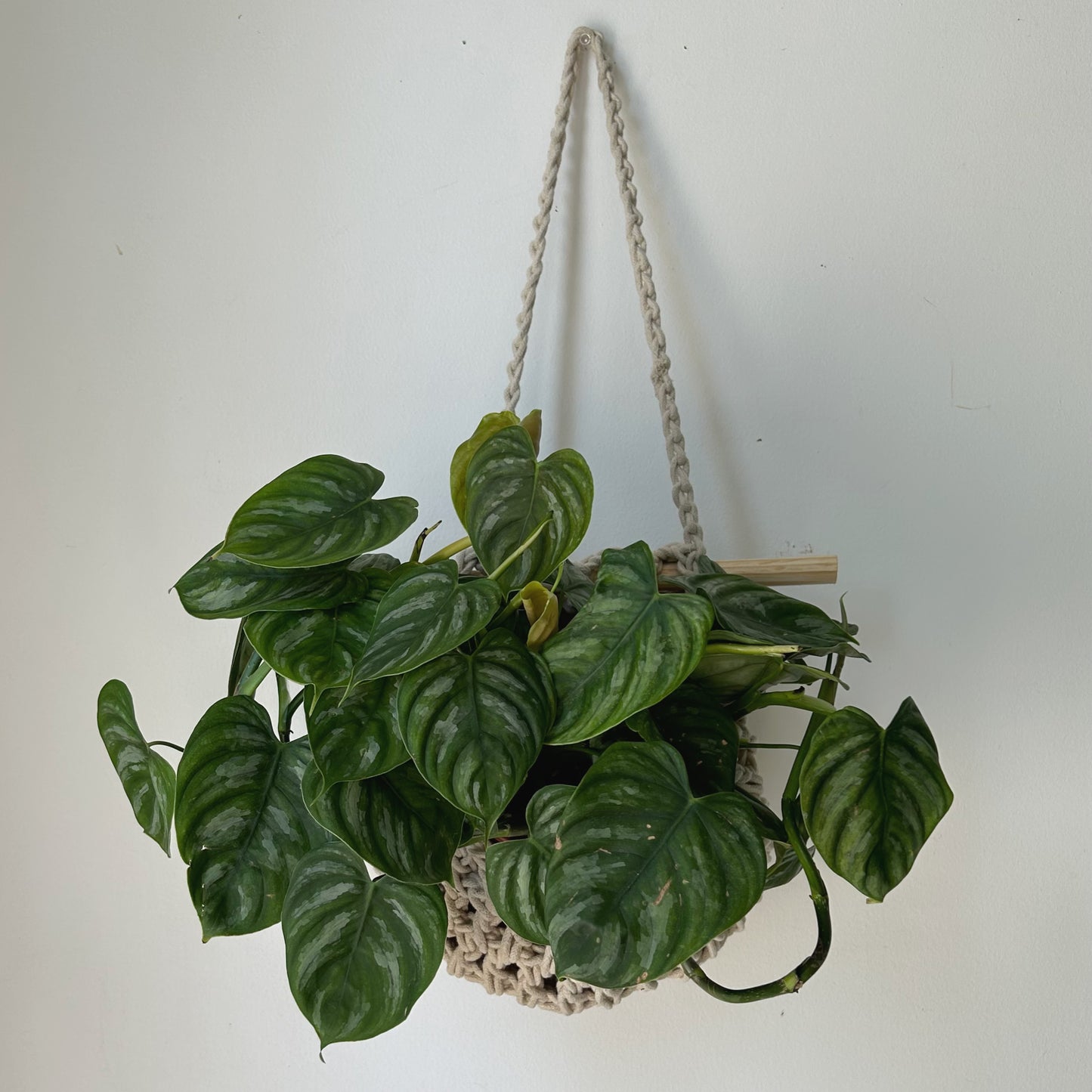 Hanging Macrame Plant Pouch