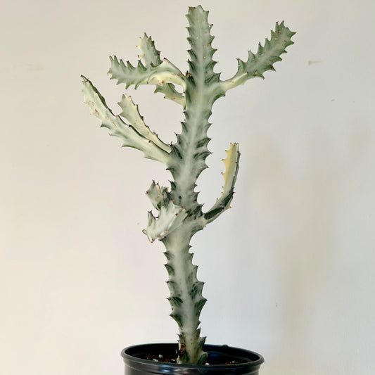 Euphorbia Lactea “White Ghost” approximately 18 inches tall in 5” pot