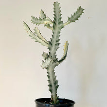 Load image into Gallery viewer, Euphorbia Lactea &#39;White Ghost&#39; 5&quot; pot
